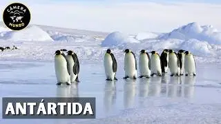 Vida na Antártida O Continente Gelado