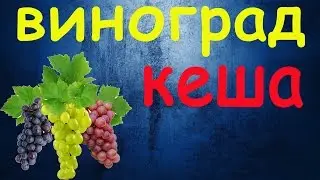 Виноград Кеша