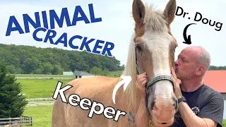 ABUSED & SCARRED DRAFT HORSE ~ GETS EMOTIONAL SESSION with THE ANIMAL CRACKER!