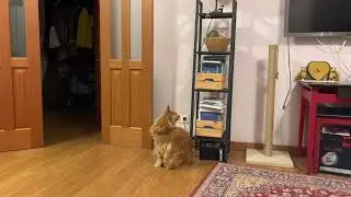 Айрокот. Дотянуться