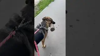 😂😂😂 #немецкаяовчарка #собака #крысадамбо #животные #смешныевидео