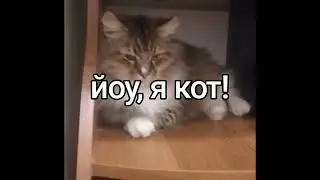 йоу я кот!