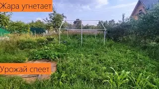 Июль 2024. Обзор дачи. Урожай всё ещё не готов. Жара и засуха не даёт спуску!