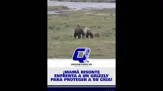 ¡MAMÁ BISONTE ENFRENTA A UN GRIZZLY PARA PROTEGER A SU CRÍA!