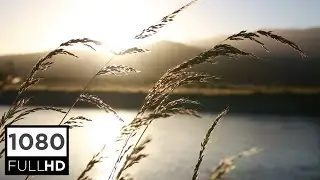 GRASS NATURE (FREE STOCK VIDEO) HD