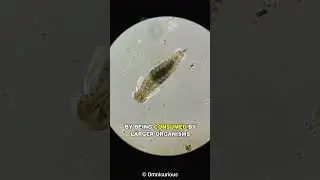 The Most Important Creature On Earth