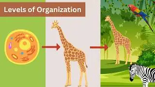 Levels of Organization in Biology || Grade 7 Science ||