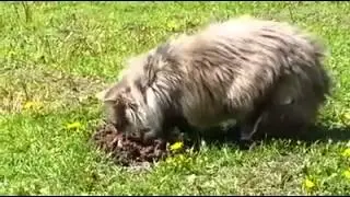 кот крота унизил ))