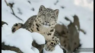 Animals in danger of extinction