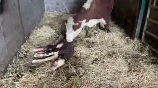 Farmer Saves Calf from Calving Complications in the Nick of Time