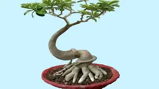 Repotting Adenium in Final Pot with Update (see why pot shape matters)