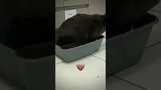 #funny #cat #immortalius