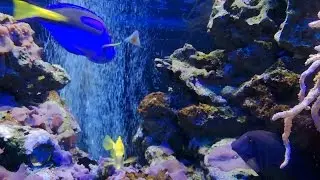 Akwarium w Łódzkim Zoo - gimbal FeiyuTech Vimble C