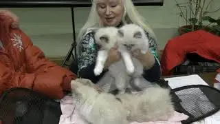 Котята питомника Доллс хаус