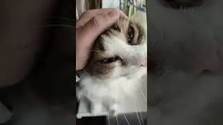 Кошки мурлыкают как и почему?