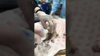 Have You Ever Seen a Neonate Feeding?