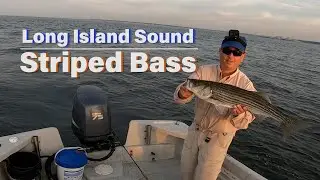 Striped Bass in Long Island Sound + Surprise catch on Fly?