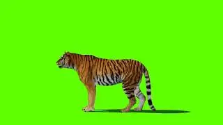 Tiger Green Screen | Green Screen Tiger Attack, Style - 2 | No Copyright Video |