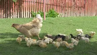 Курица и цыплята. Hen and her chickens