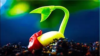 Прорастание семени.  Seed germination !