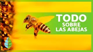¿Cómo SON las ABEJAS? 🐝 | Tipos de ABEJAS, Alimentación y Funciones 🍯