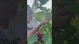 Красная смородина 😊