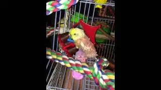 Anyone out there have a bird with this condition and appear