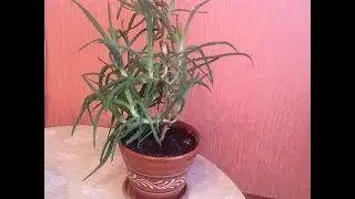 Как размножить АЛОЭ ?!?!?