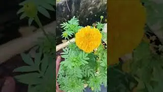 మొదటి ముద్ద బంతిపువ్వు #shorts #youtubeshorts #garden