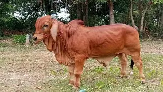 Ox For Breeding Cow Female | Cow Breeding