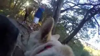 A Morning in the Life of Cana the Dog