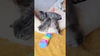 Kittens do not listen to their cat dad and run away from him 