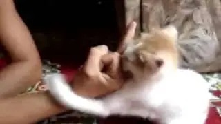 Кот против фака