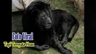 Kumpulan Foto Viral Tapi Ternyata Hoax