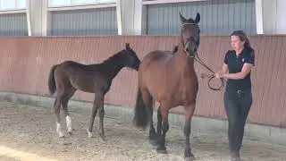 HP Victory (Vitalis x Furst Romancier x Bordeaux)