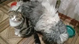Моя собака ЛАКИ ЛАВ МИ