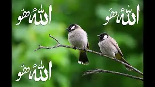 ALLAH HO ALLAH HO ik chirya boli Chu Chu #allah #allahu #allahuakbar