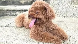 #AMAZINGNEWS,AMAZING DOGS,amazing cattle dogs ,amazing tricks dogs can do ,amazing dogs documentary