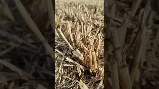 уборка 2024 😌#full #subscribe #рекомендации #like #youtubeshorts #farming #shorts #лайк #ферма #жара