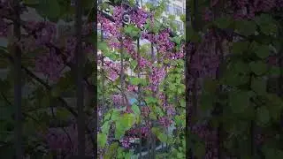 Цветет Глициния. Цветущий Геленджик