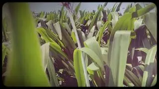 Yemaozi - Xiang Taiyang (像太陽)