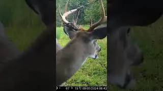 Antlers are shedding velvet on camera #2024 #trailcam #deer #new #wildlife #caughtontrailcam #cool