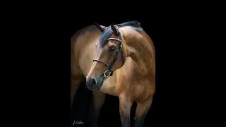 Malificent (Typhoon S x Pavarti de Breve)