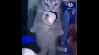 😼