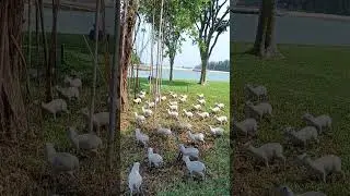 Mousedeers At Lazarus Island Artwrok Installation