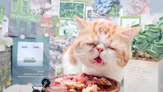 my cat eating freeze dried Chicken Neck | Dao’s ASMR