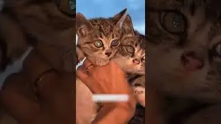 A guy found two kittens in the trash and became their dad