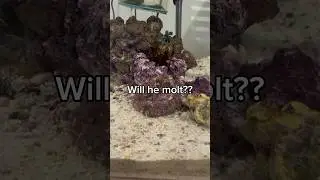 Will he molt??