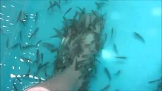 Fish Spa...или как мы кормили рыбок.