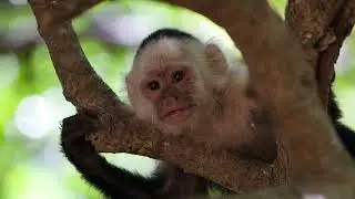 ANEXION DE NICOYA A COSTA RICA